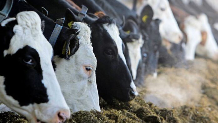 Văcuțele vor fi hrănite cu carcalaci – primul pas către “carcalacizarea” oamenilor