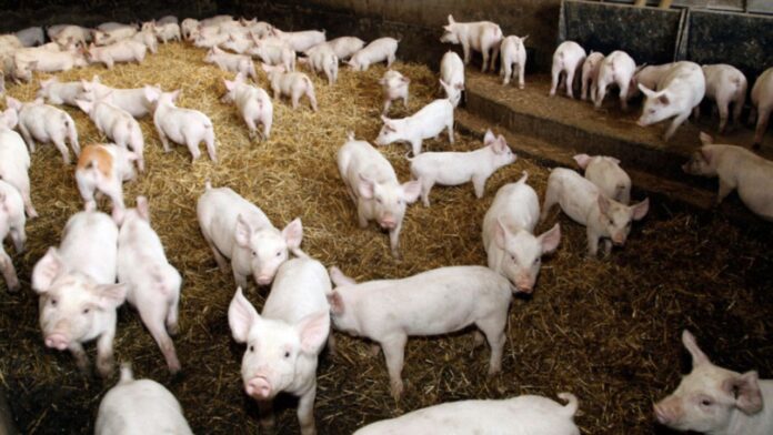 Petrișor Peiu: Pesta porcină este o minciună inventată pentru a ne scădea efectivele de porci