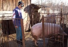 6.000 lei amendă pentru tăierea porcului în curte