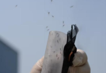 În 2024 Brazilia va dispersa cinci miliarde de țânțari infectați intenționat cu un virus