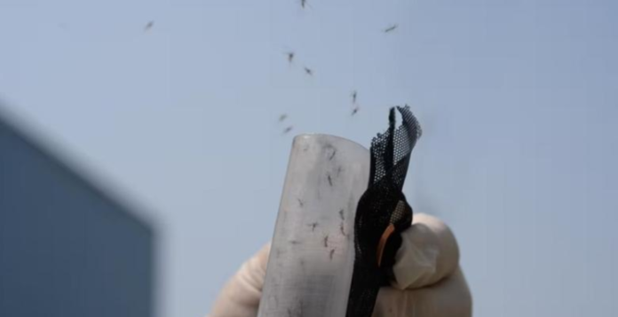 În 2024 Brazilia va dispersa cinci miliarde de țânțari infectați intenționat cu un virus