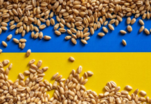 Scandal între Polonia și Ucraina pe tema cerealelor. Statul român nu mișcă în front!