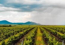 Clasamentul celor mai mari fermieri din România. Arabii și Paul Stănescu sunt în top, chinezii sunt lideri în zootehnie.