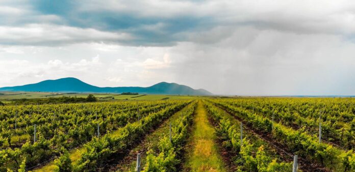 Clasamentul celor mai mari fermieri din România. Arabii și Paul Stănescu sunt în top, chinezii sunt lideri în zootehnie.