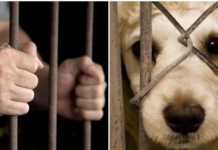 Val de violențe în România – măcelarii căutați de poliție