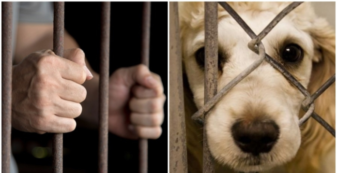 Val de violențe în România – măcelarii căutați de poliție