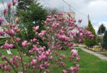 „Prin Hristos, Dumnezeu a transformat moartea într-un plan fabulos” – mărturisește judecătoarea Adriana Stoicescu