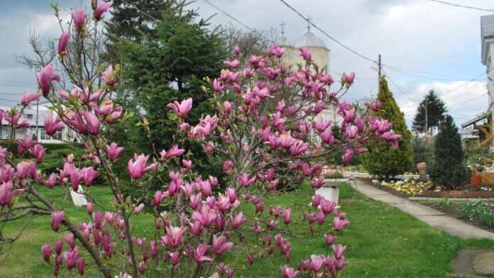 „Prin Hristos, Dumnezeu a transformat moartea într-un plan fabulos” – mărturisește judecătoarea Adriana Stoicescu