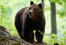 ANCHETA MOMENTULUI: România are 7000 de ursuleți care au ucis și mutilat sute de români și sute de mii de animale. Cealaltă parte de adevăr pe care ONG-urile #rezist nu v-o spun