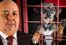 Afacerea “CÂINELE FĂRĂ STĂPÂN” la vârful Curții de Conturi a României