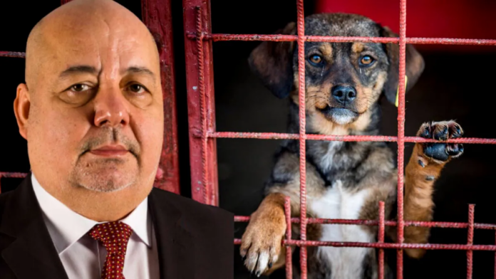 Afacerea “CÂINELE FĂRĂ STĂPÂN” la vârful Curții de Conturi a României