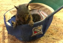 INPOLITICS: Lebăda neagră are coadă, iar Kamala poate pierde alegerile din cauza veveriței Aluniță