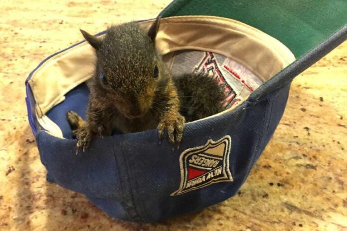 INPOLITICS: Lebăda neagră are coadă, iar Kamala poate pierde alegerile din cauza veveriței Aluniță