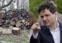 Nicușor Dan a semnat pentru defrișarea unui parc din inima Capitalei. Au fost răpuși de drujbe zeci de copaci