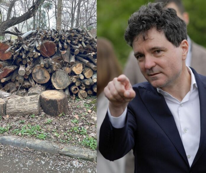 Nicușor Dan a semnat pentru defrișarea unui parc din inima Capitalei. Au fost răpuși de drujbe zeci de copaci