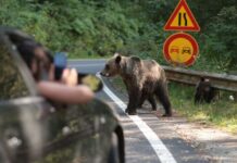 NEW YORK TIMES, articol despre urșii din România: ”Legea îi protejează, iar viețile sătenilor sunt în pericol zilnic!”