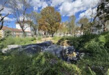 Ruinele romane din centrul Clujului: Patrimoniul se pierde în buruieni și ploi, sub privirea indiferentă a Primăriei