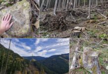 Mafia pădurilor din Maramureș, percheziții DIICOT în Borșa. Urmele duc spre vârful politicii locale!