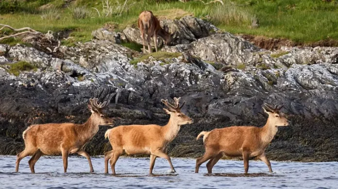 George Orwell a scris celebrul roman ”1984” fiind bolnav de tuberculoză și izolat pe o insulă scoțiană pustie! (Libertatea)