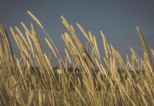 Analiza votului României pentru acordul UE-Mercosur