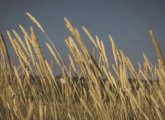 Analiza votului României pentru acordul UE-Mercosur