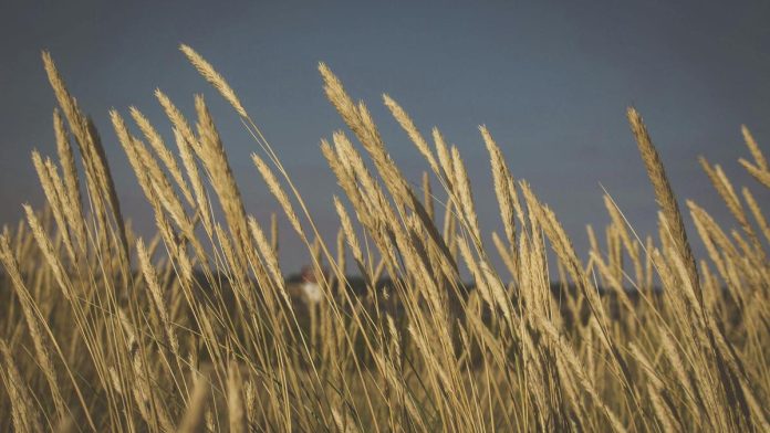 Analiza votului României pentru acordul UE-Mercosur