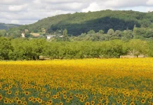 Efectele acordului MERCOSUR. Primele nave cu cereale din America de Sud schimbă jocul agrar european!