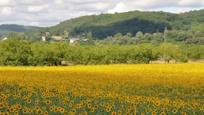 Efectele acordului MERCOSUR. Primele nave cu cereale din America de Sud schimbă jocul agrar european! Efectele acordului MERCOSUR. Primele nave cu cereale din America de Sud schimbă jocul agrar european!