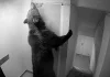 Urșii intră peste turiști în hotelurile din Poiana Brașov, iar autoritățile răspund că nu e ceva grav!