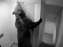 Urșii intră peste turiști în hotelurile din Poiana Brașov, iar autoritățile răspund că nu e ceva grav!