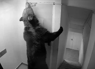 Urșii intră peste turiști în hotelurile din Poiana Brașov, iar autoritățile răspund că nu e ceva grav!