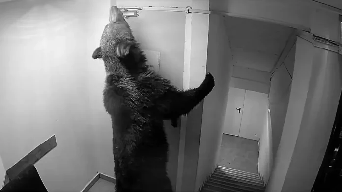 Urșii intră peste turiști în hotelurile din Poiana Brașov, iar autoritățile răspund că nu e ceva grav! Urșii intră peste turiști în hotelurile din Poiana Brașov, iar autoritățile răspund că nu e ceva grav!