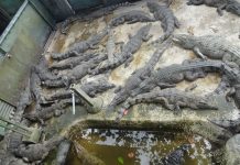 Israelul avansează planul de a construi închisori pentru palestinieni cu șanțuri pline de crocodili