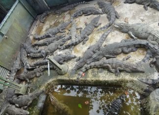 Israelul avansează planul de a construi închisori pentru palestinieni cu șanțuri pline de crocodili