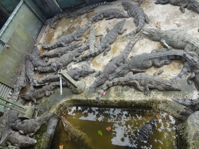 Israelul avansează planul de a construi închisori pentru palestinieni cu șanțuri pline de crocodili Israelul avansează planul de a construi închisori pentru palestinieni cu șanțuri pline de crocodili