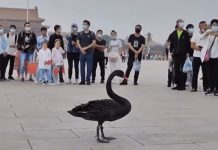 Dan Diaconu despre zvonurile legate de sănătatea lui Xi Jinping. Ce-a pățit chinezul la Summitul BRICS din India?!