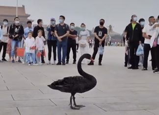 Dan Diaconu despre zvonurile legate de sănătatea lui Xi Jinping. Ce-a pățit chinezul la Summitul BRICS din India?!