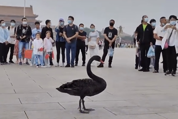 Dan Diaconu despre zvonurile legate de sănătatea lui Xi Jinping. Ce-a pățit chinezul la Summitul BRICS din India?! Dan Diaconu despre zvonurile legate de sănătatea lui Xi Jinping. Ce-a pățit chinezul la Summitul BRICS din India?!