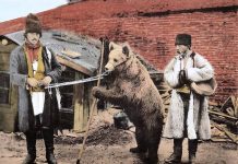 Actualitatea tragică a poeziei „Dansează ursul românesc” de Mihai Beniuc: ursul totemic românesc, încătușat de noii „boieri”