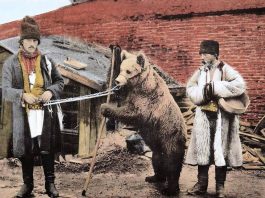 Actualitatea tragică a poeziei „Dansează ursul românesc” de Mihai Beniuc: ursul totemic românesc, încătușat de noii „boieri”