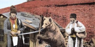 Actualitatea tragică a poeziei „Dansează ursul românesc” de Mihai Beniuc: ursul totemic românesc, încătușat de noii „boieri”